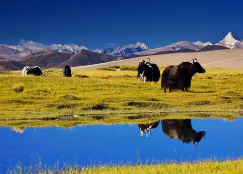 成都包車(chē)去拉薩